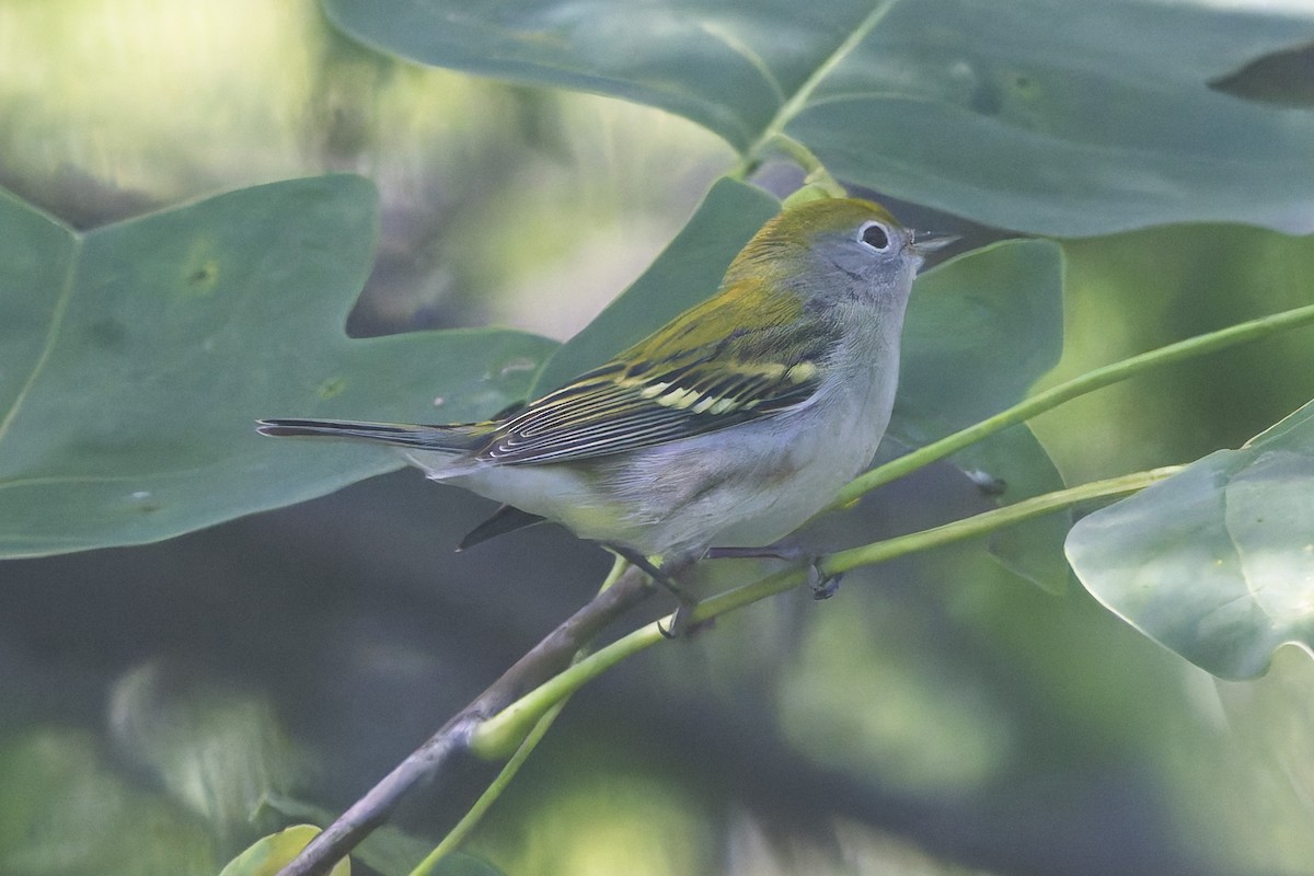 Chestnut-sided Warbler - ML641557203