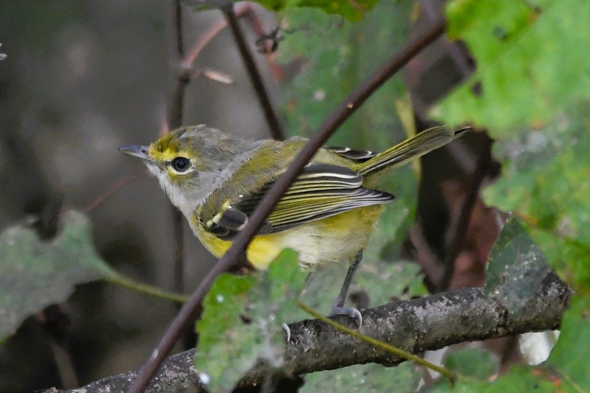 White-eyed Vireo - ML641557215