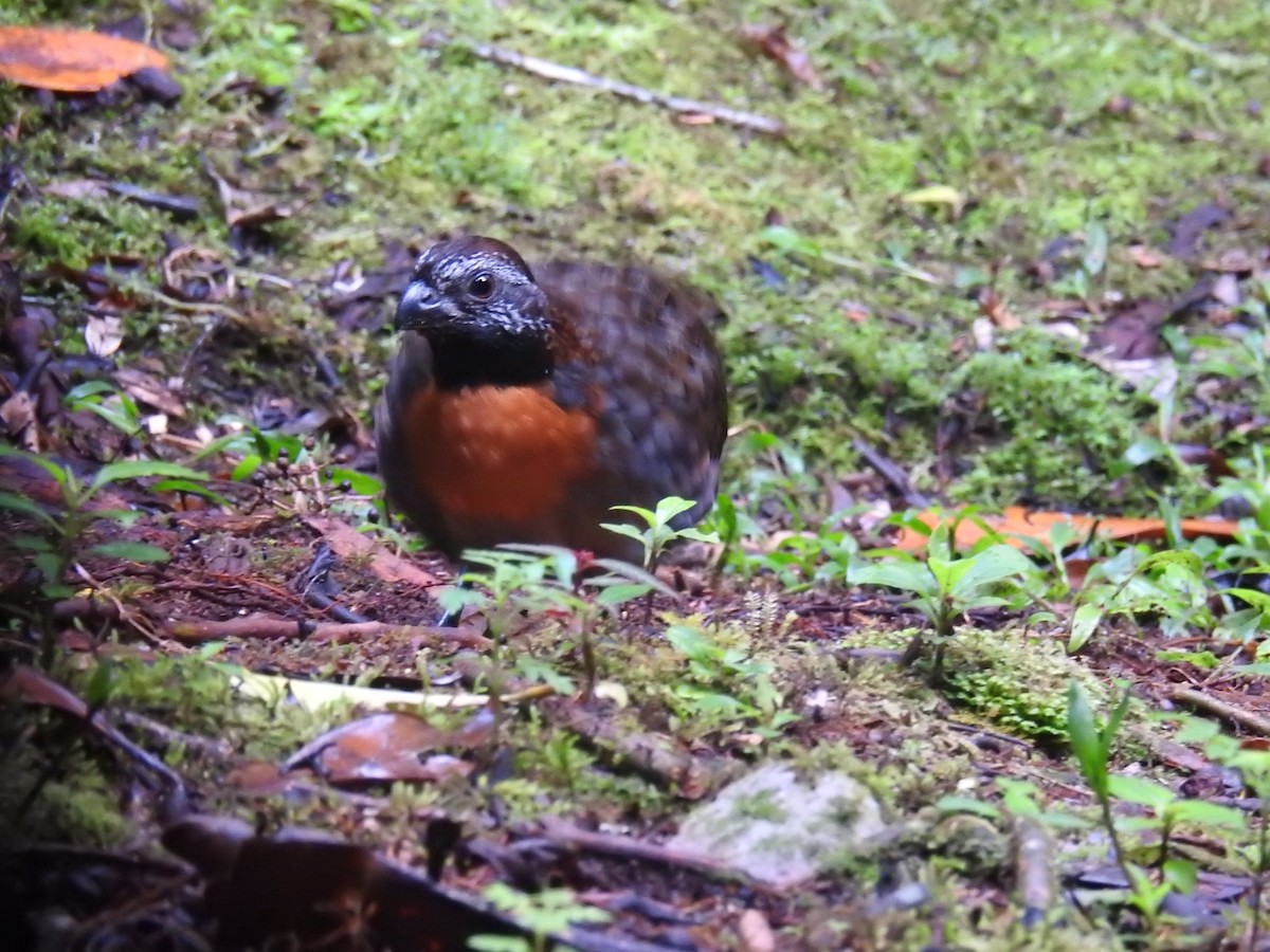 Rufous-breasted Wood-Quail - ML641557258