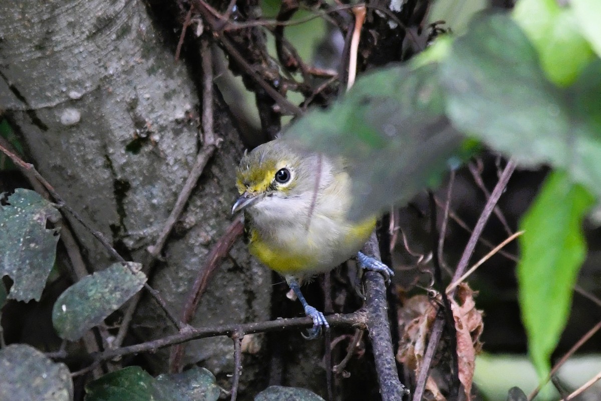 White-eyed Vireo - ML641557346