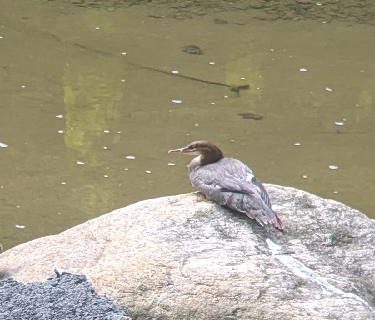 Common Merganser - ML641557360