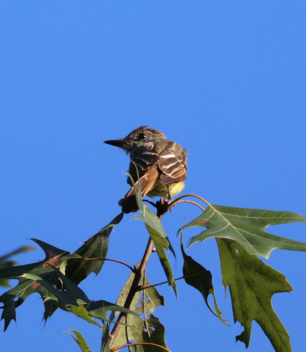 Great Crested Flycatcher - ML641557364