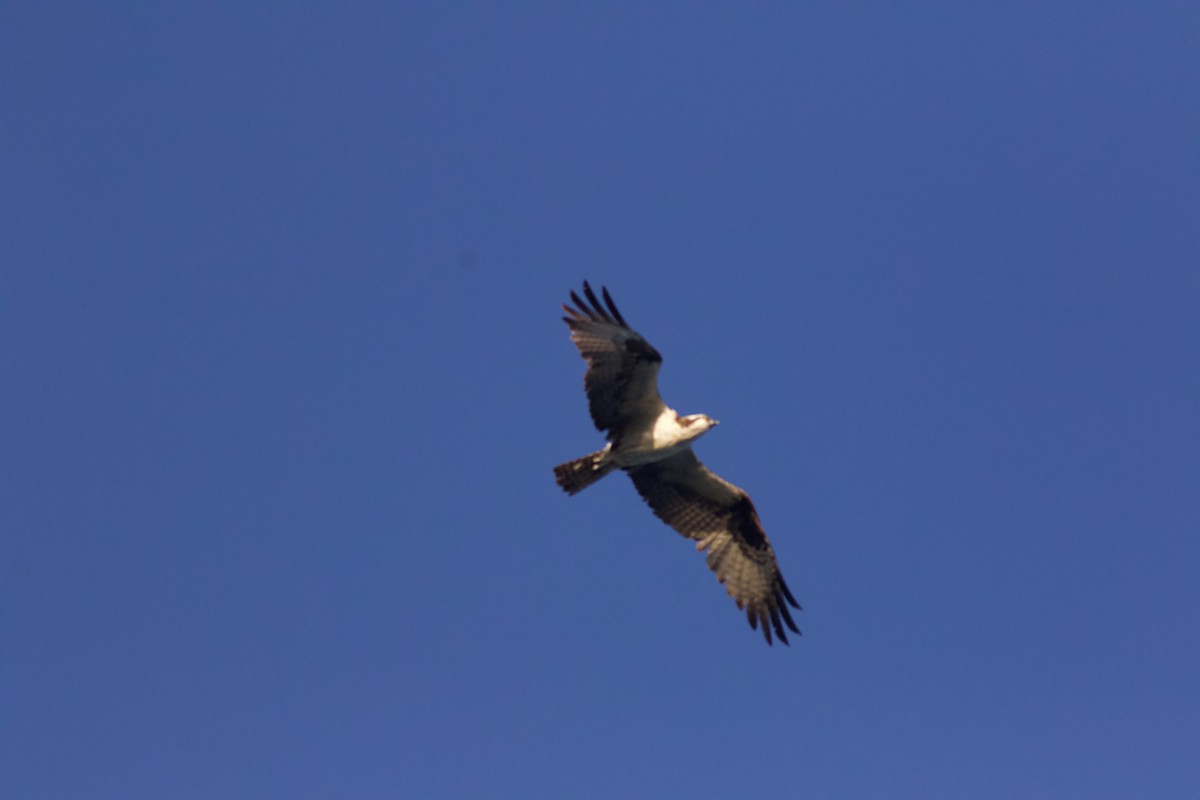 Osprey - ML641557380