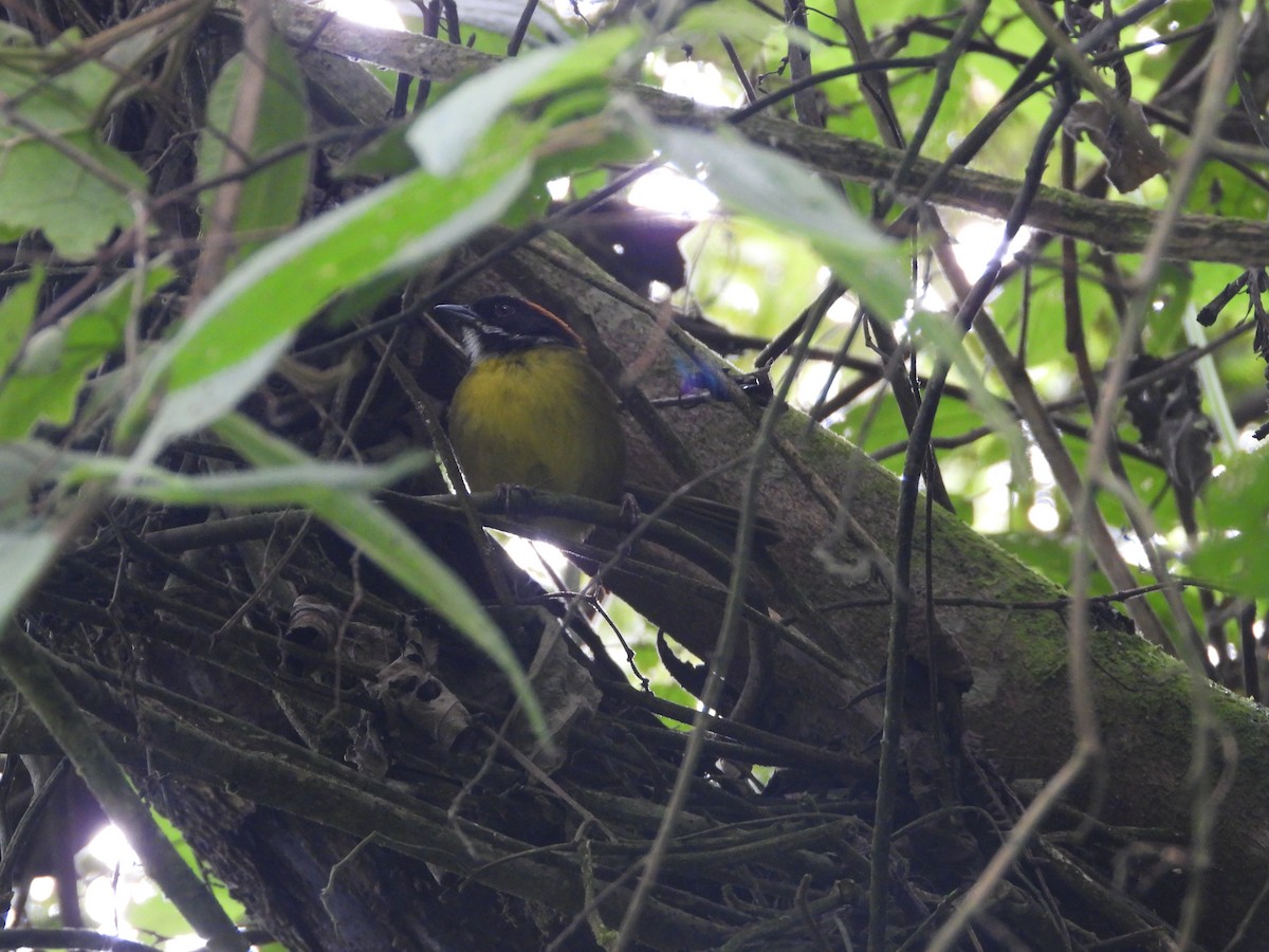 Moustached Brushfinch - ML641557395