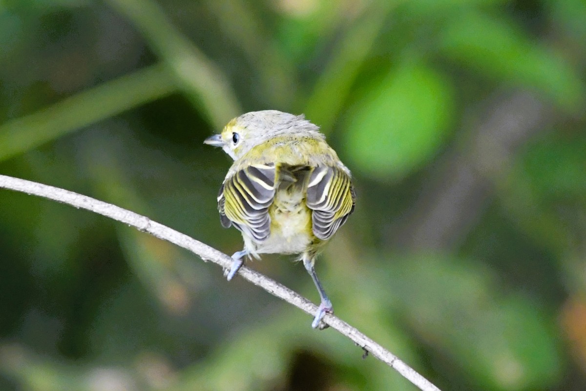 White-eyed Vireo - ML641557407