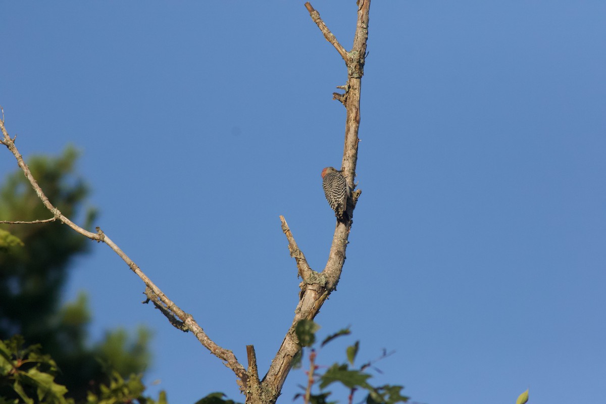 Red-bellied Woodpecker - ML641557429