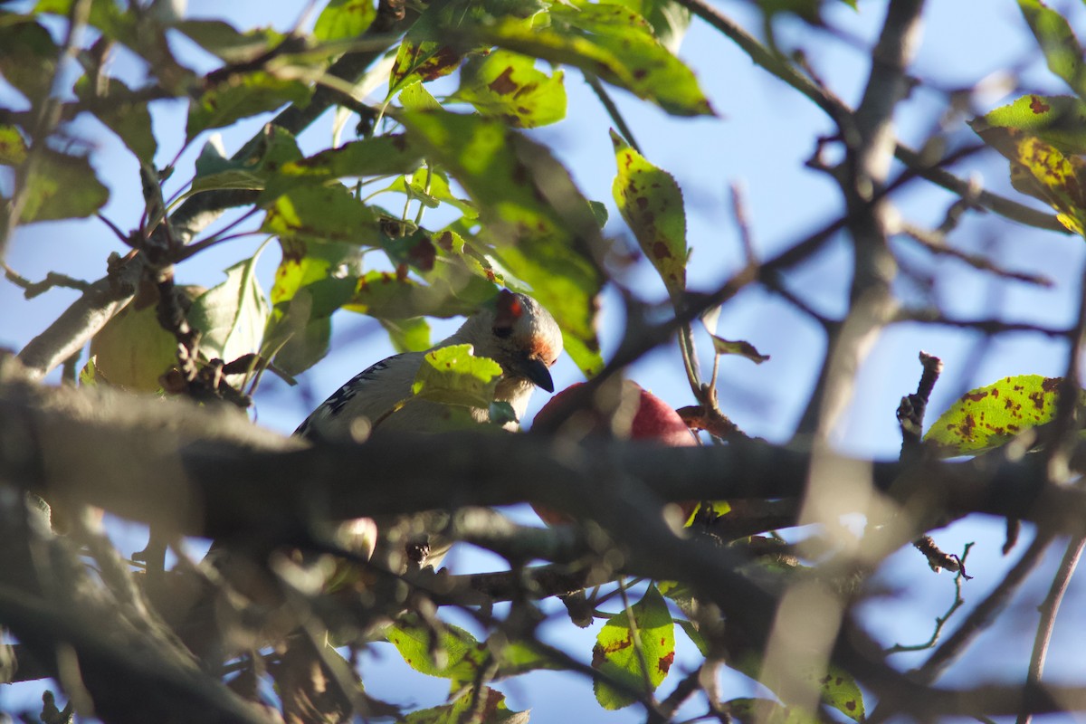 Red-bellied Woodpecker - ML641557430