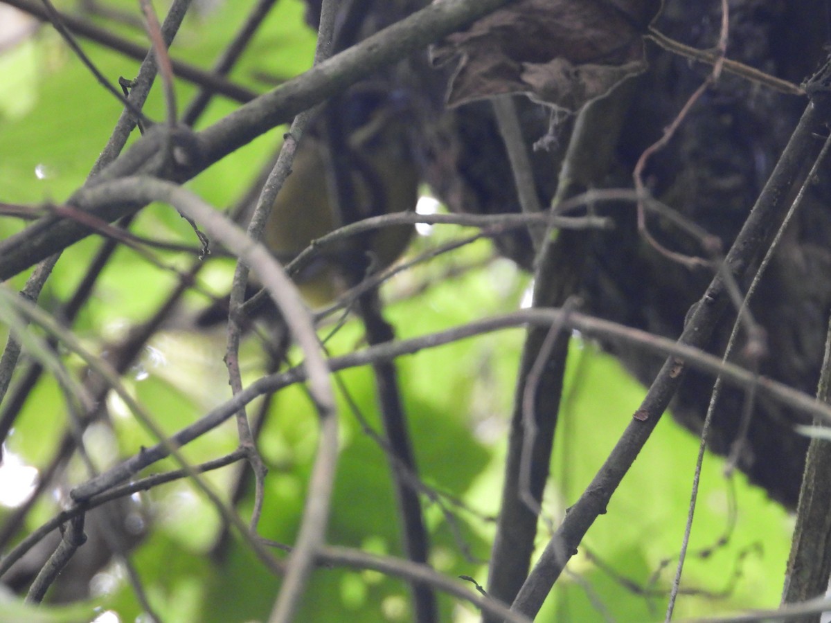 Moustached Brushfinch - ML641557442