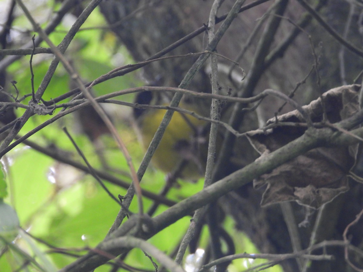 Moustached Brushfinch - ML641557444
