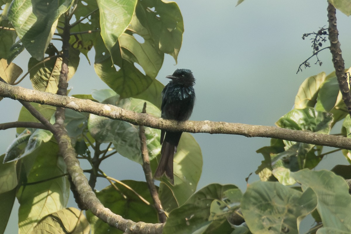Bronzed Drongo - ML641557465