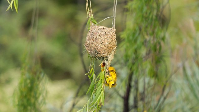 Cape Weaver - ML641557468