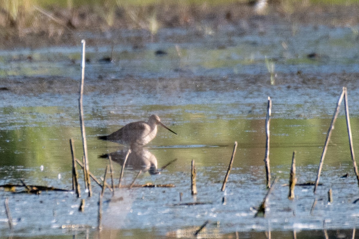 Hudsonian Godwit - ML641557499