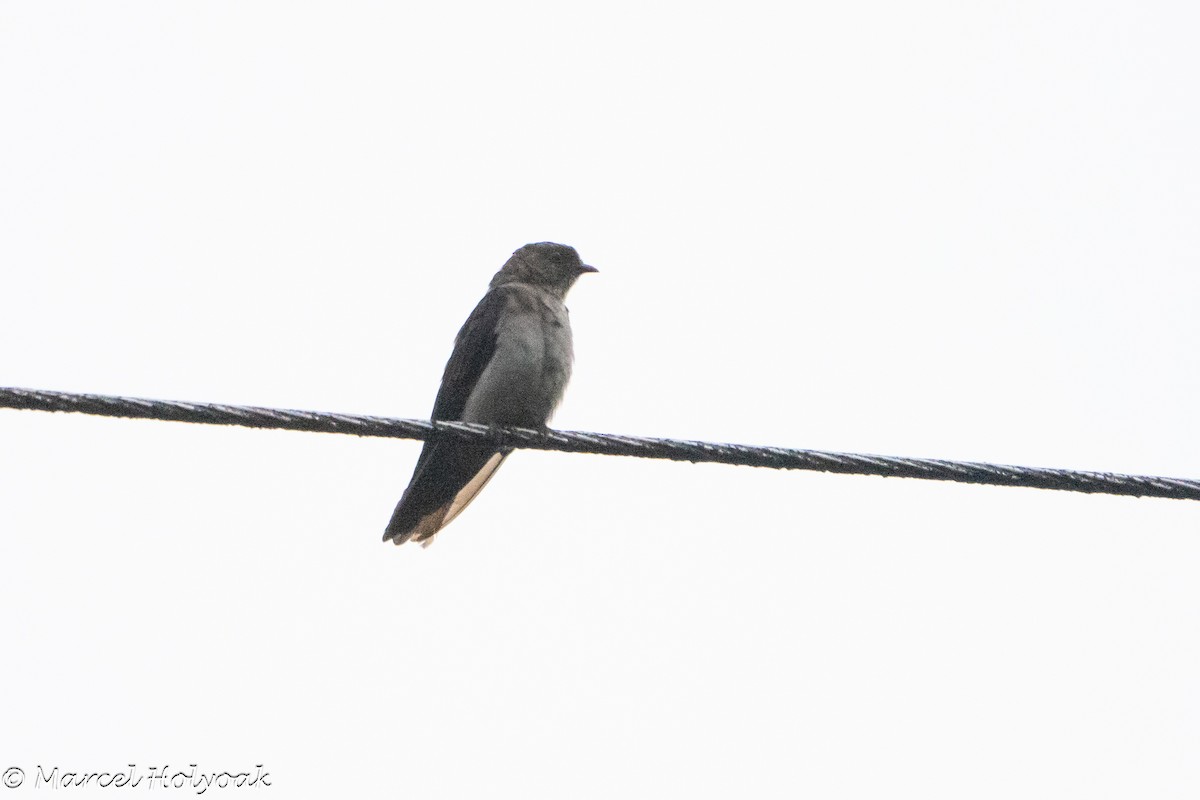 White-thighed Swallow - ML641557503