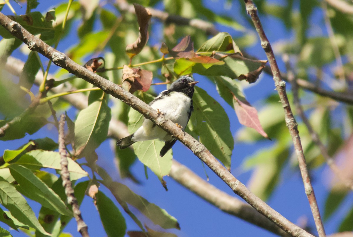 Black-throated Blue Warbler - ML641557511