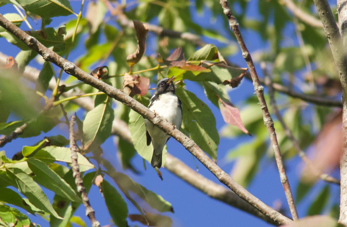 Black-throated Blue Warbler - ML641557512