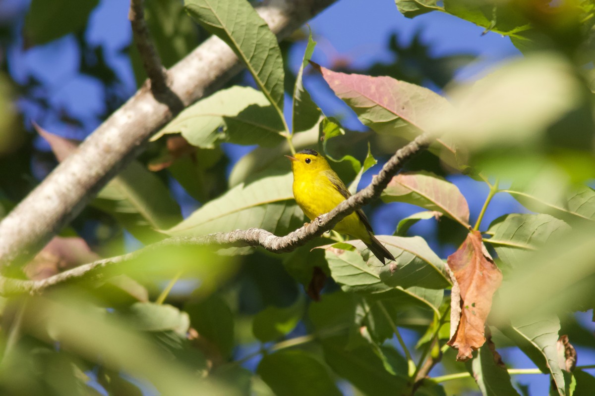 Wilson's Warbler - ML641557523