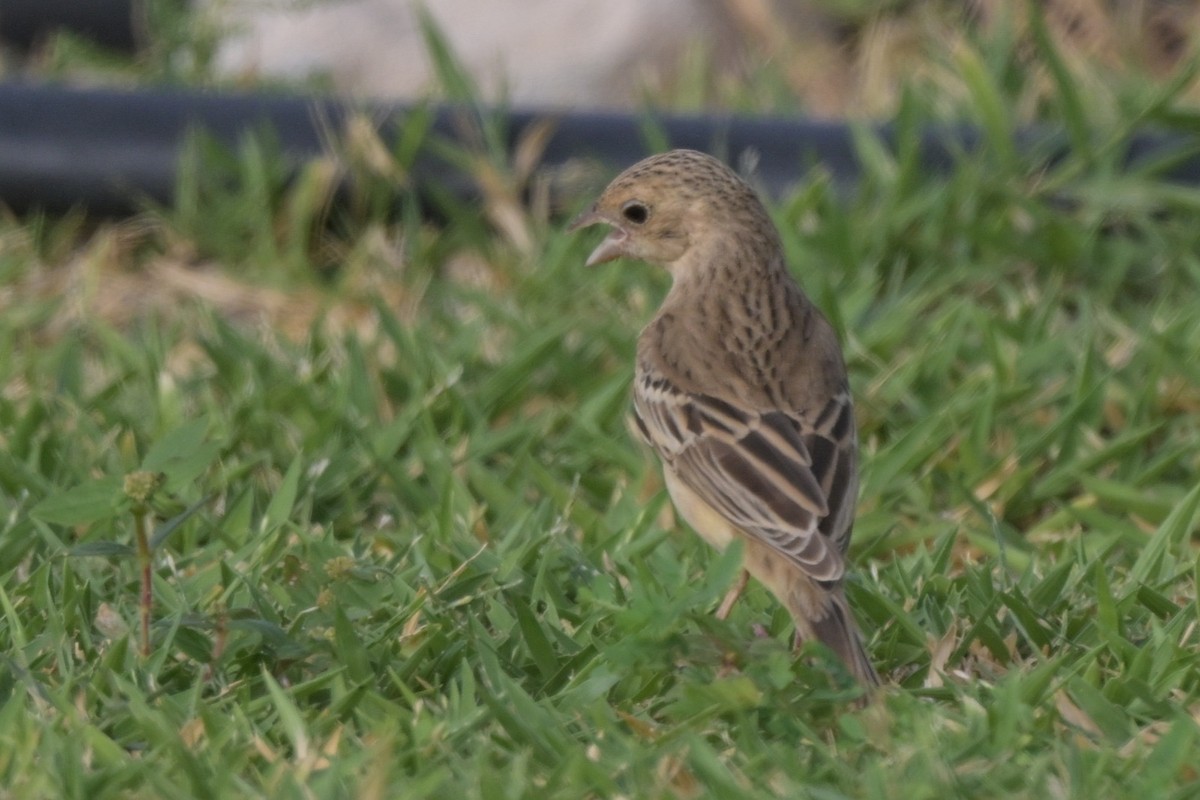 Black-headed Bunting - ML641557565