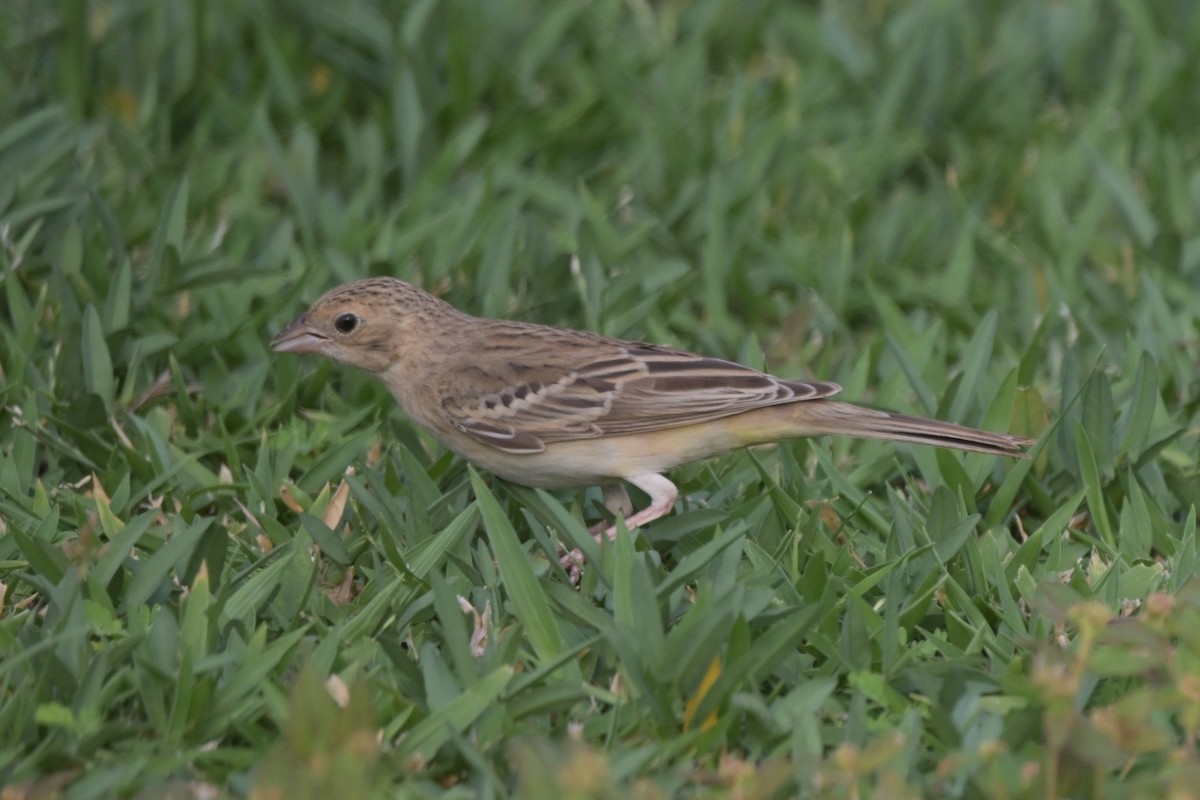 Black-headed Bunting - ML641557566
