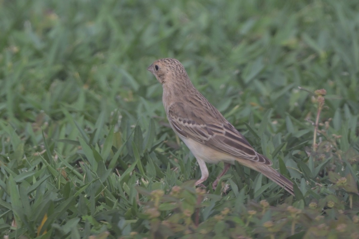Black-headed Bunting - ML641557567