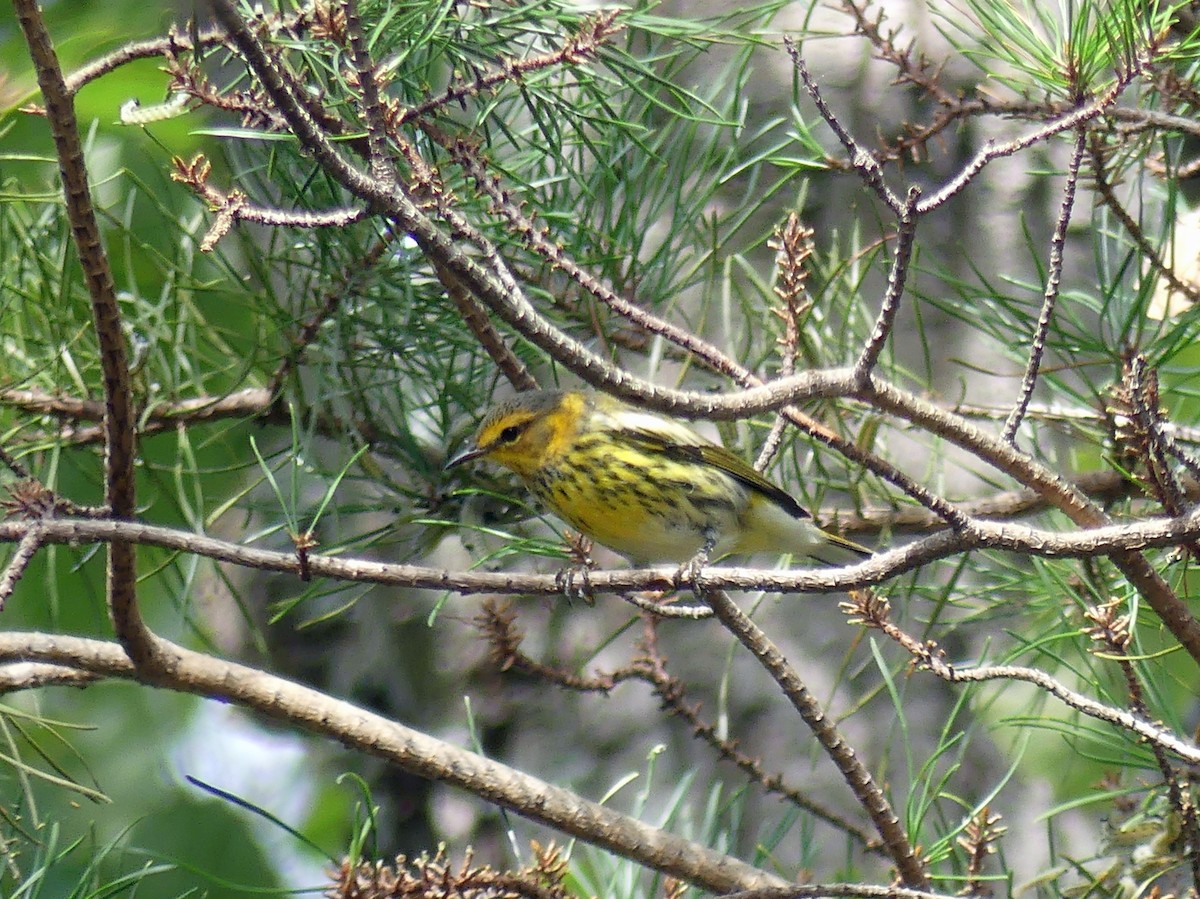 Cape May Warbler - ML641557610