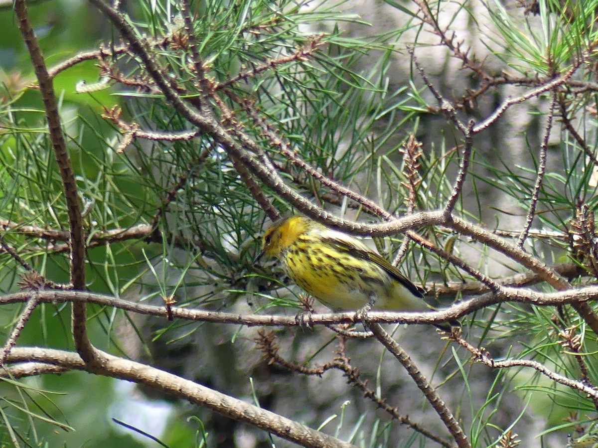 Cape May Warbler - ML641557614