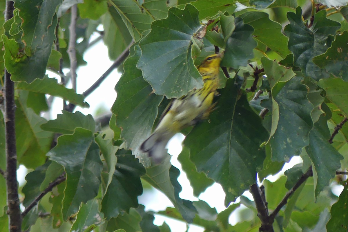 Cape May Warbler - ML641557619