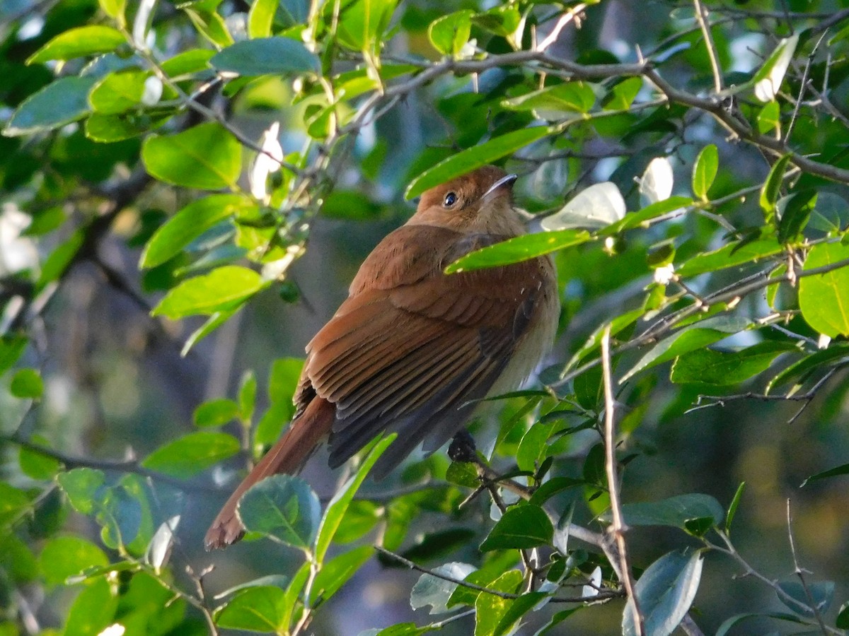 Rufous Casiornis - ML641557629