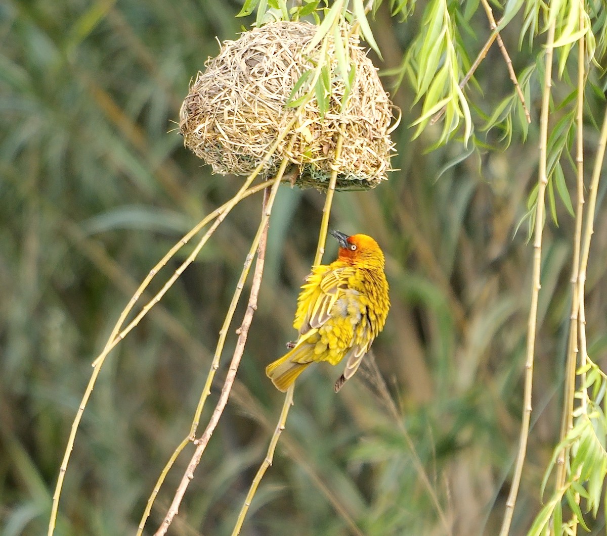 Cape Weaver - ML641557648