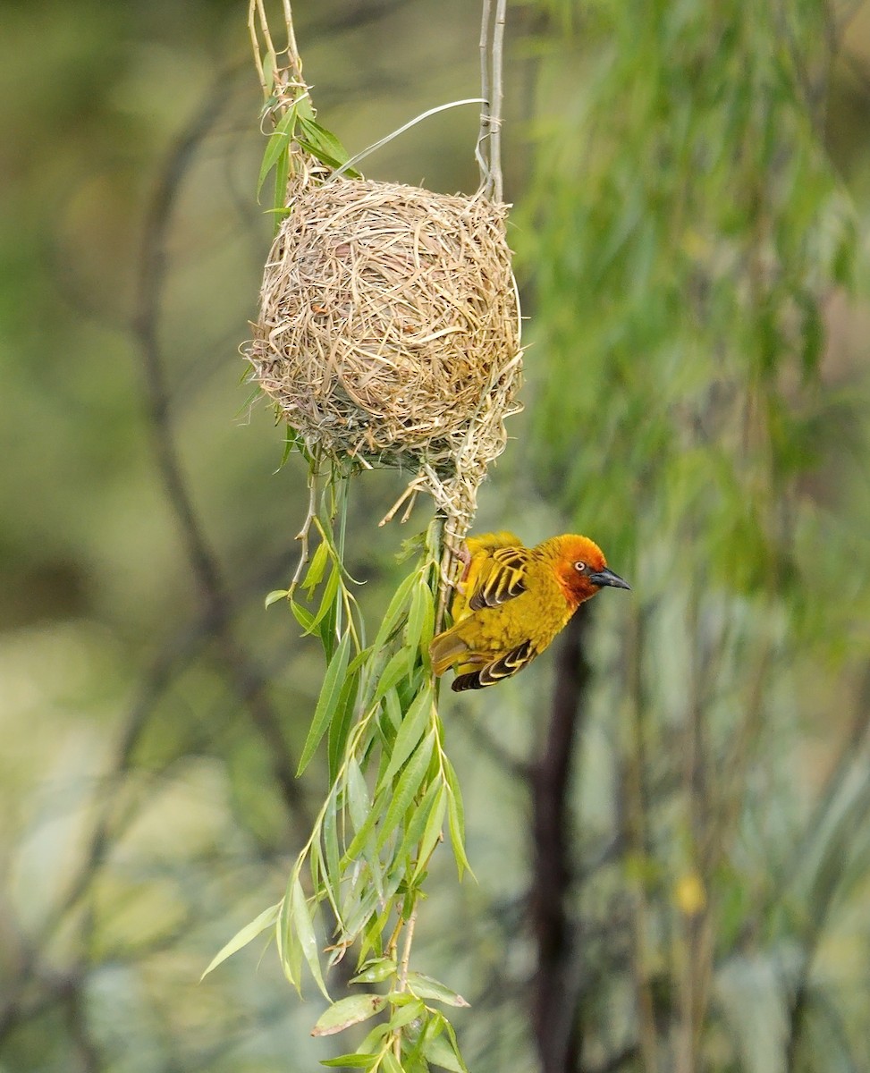Cape Weaver - ML641557649