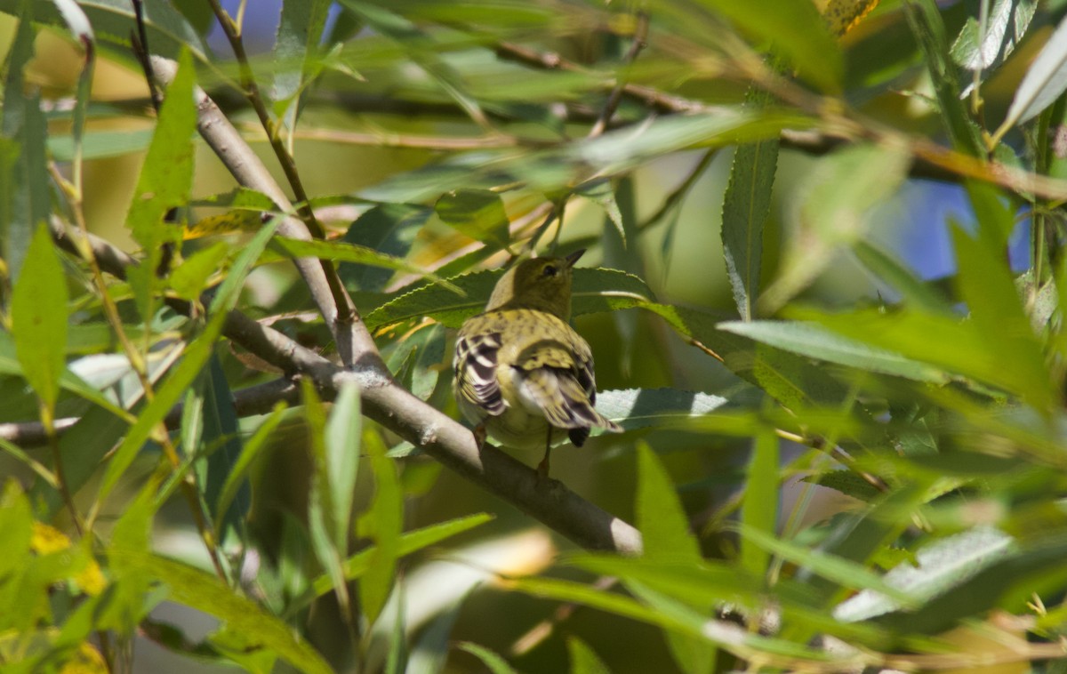 Blackpoll Warbler - ML641557665