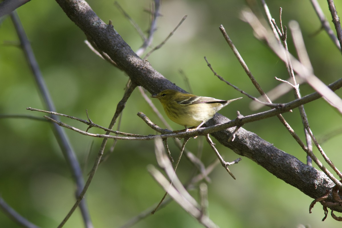Blackpoll Warbler - ML641557667