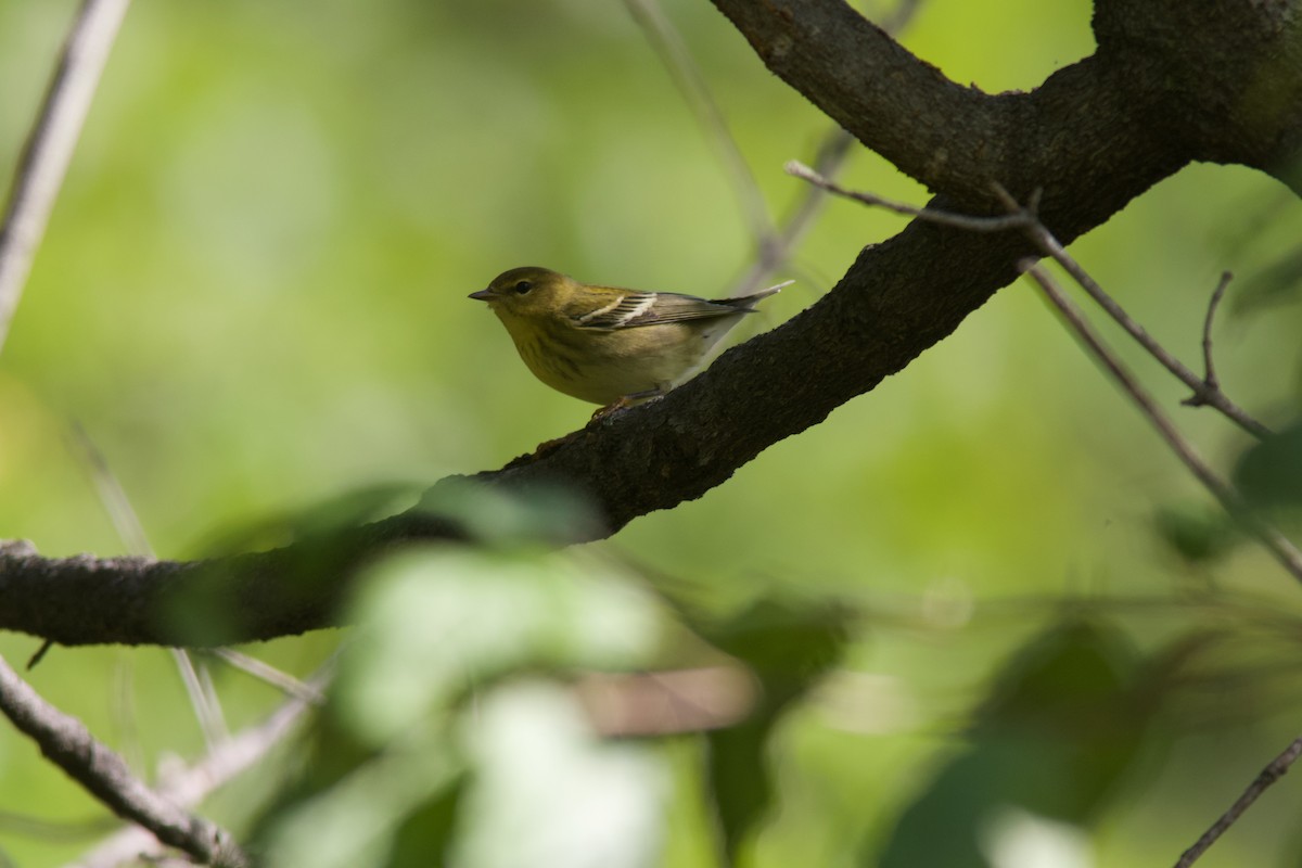 Blackpoll Warbler - ML641557668