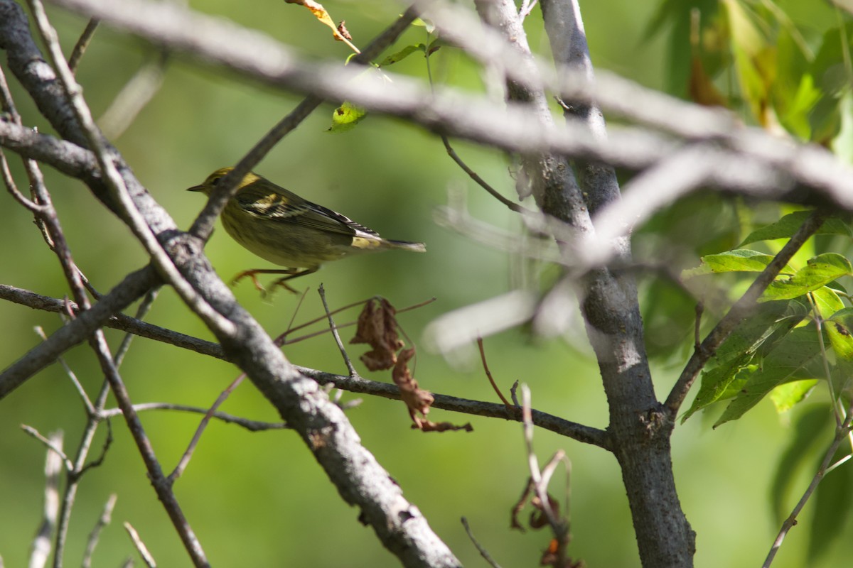 Blackpoll Warbler - ML641557669