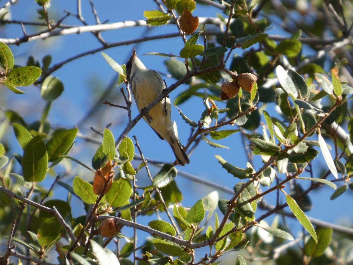 Black-throated Gray Warbler - ML641557670