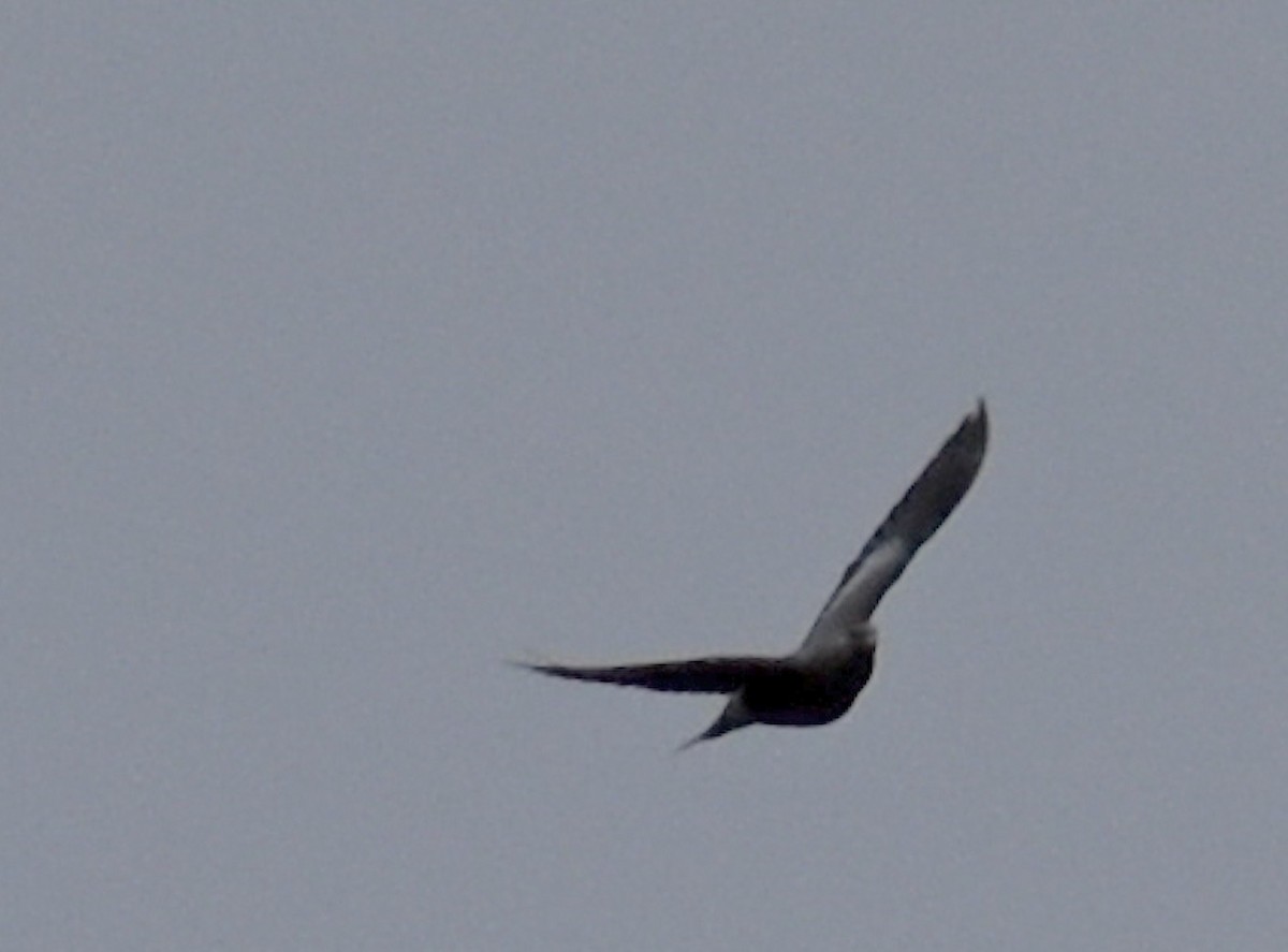 Band-tailed Pigeon - ML641557671