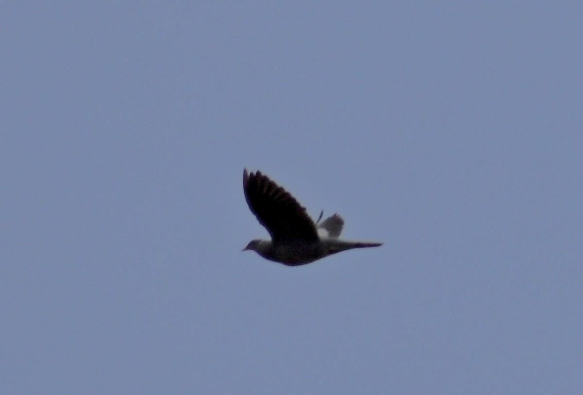 Band-tailed Pigeon - ML641557672