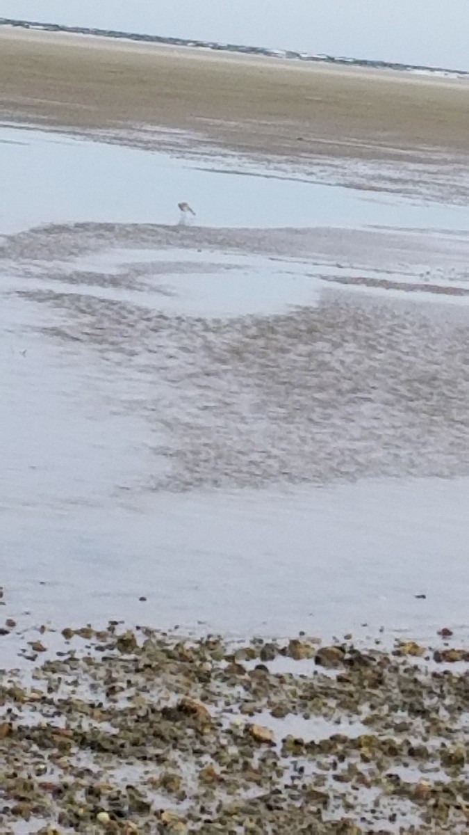 Willet - ML641557674