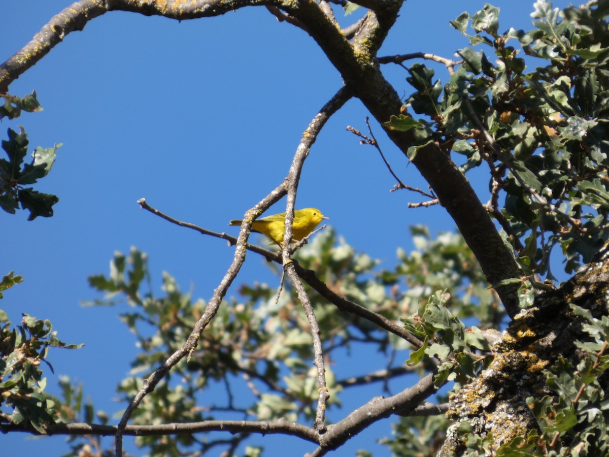 Yellow Warbler - ML641557676