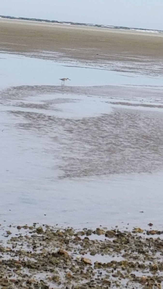Willet - ML641557680