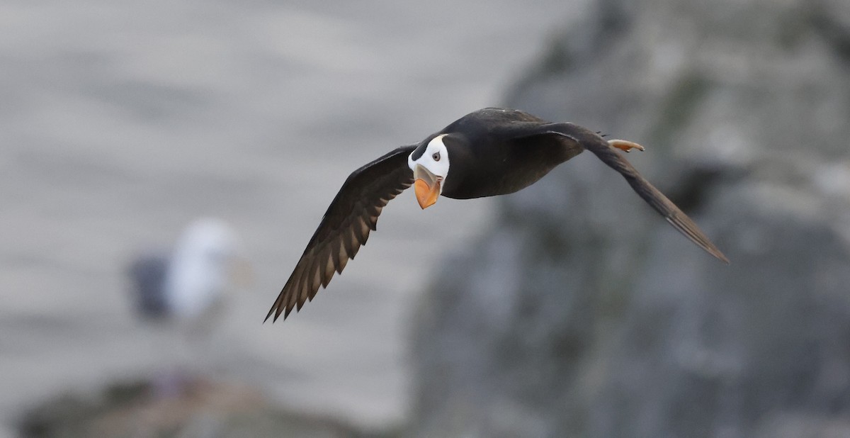 Tufted Puffin - ML641557686