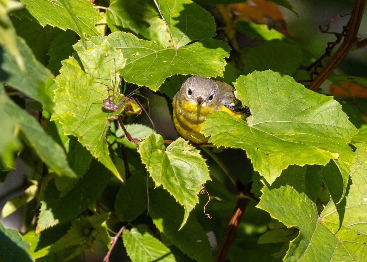 Magnolia Warbler - ML641557694