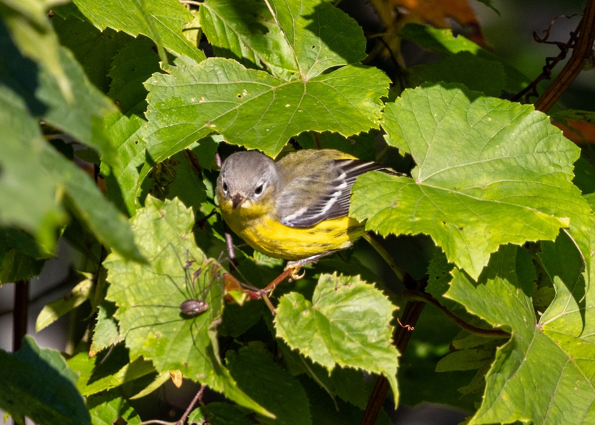 Magnolia Warbler - ML641557695