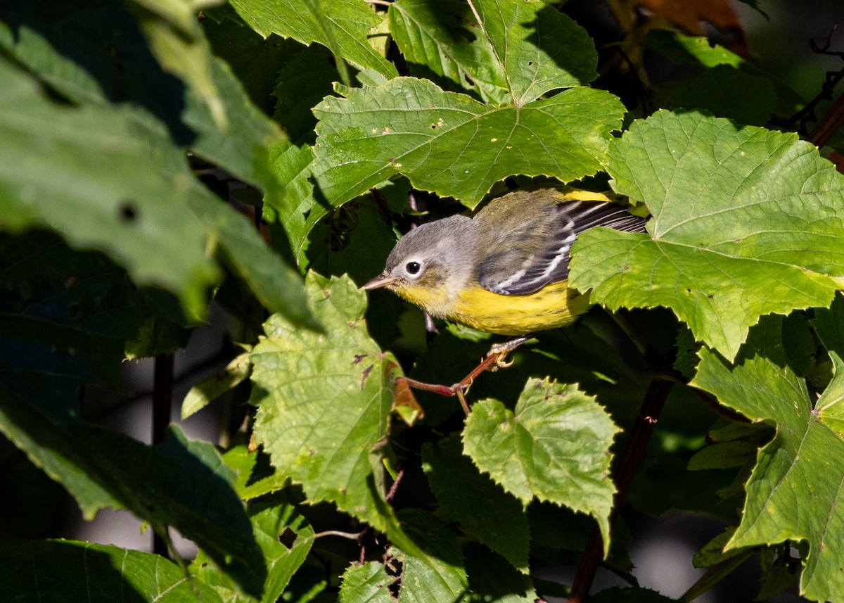 Magnolia Warbler - ML641557697