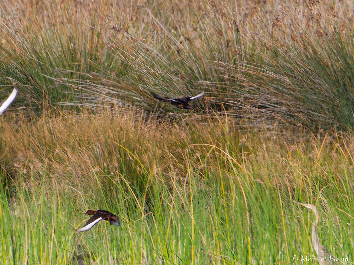 Ferruginous Duck - ML641557699