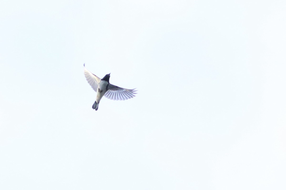 Black-throated Blue Warbler - ML641557702