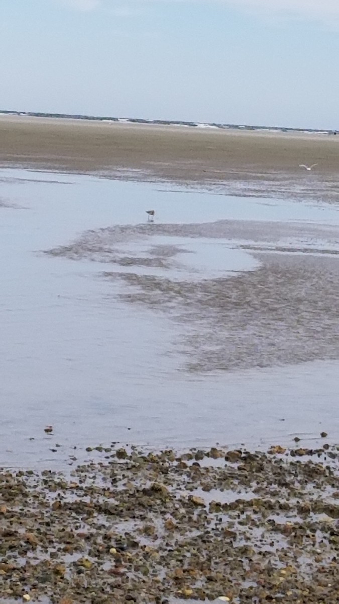 Willet - ML641557704