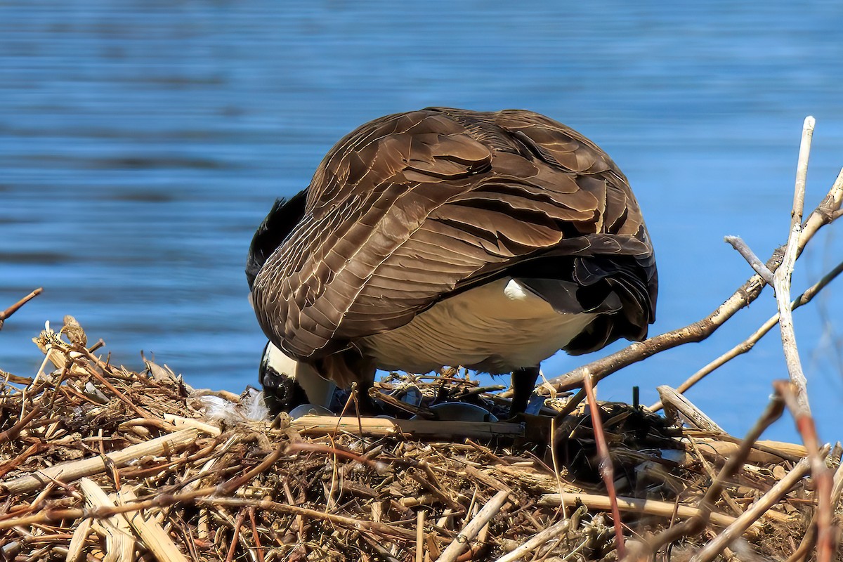Canada Goose - ML641557706