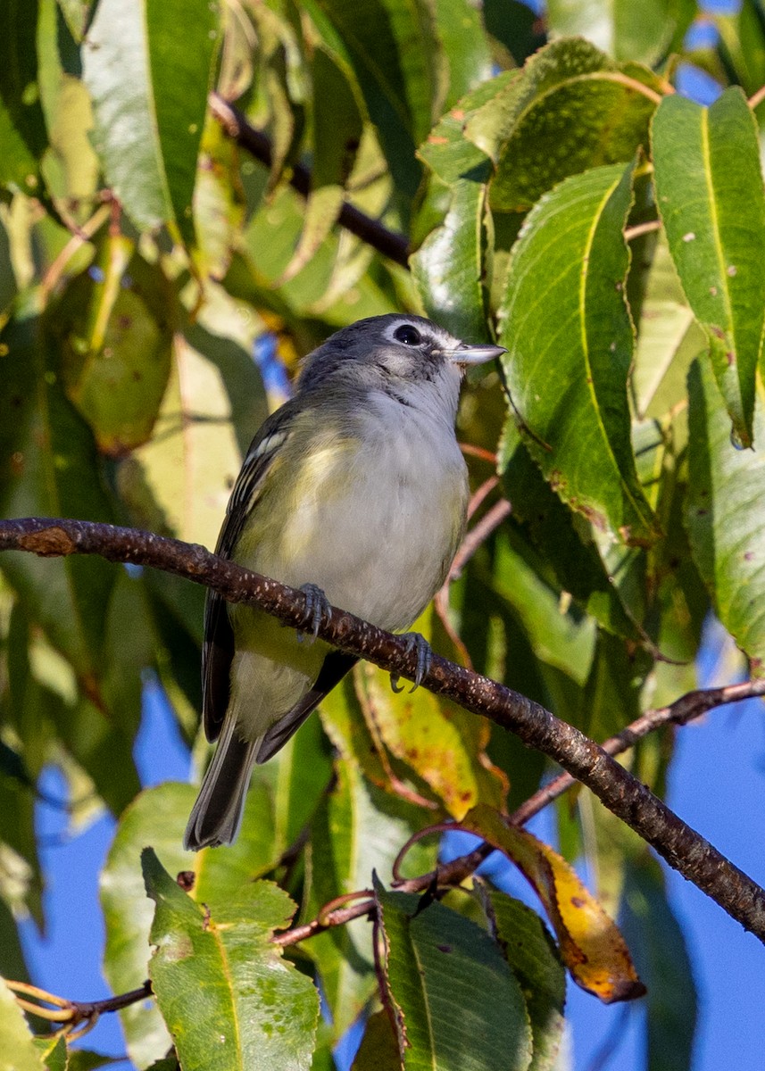 Blue-headed Vireo - ML641557713