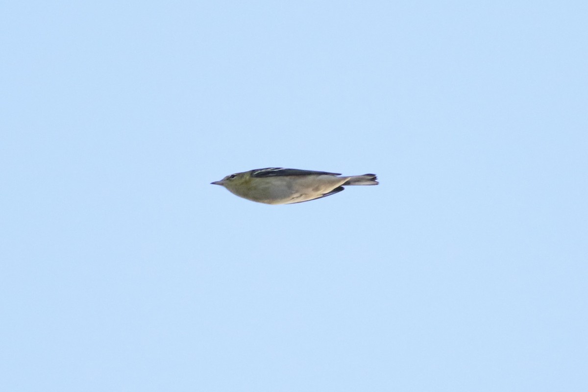 Bay-breasted Warbler - ML641557724