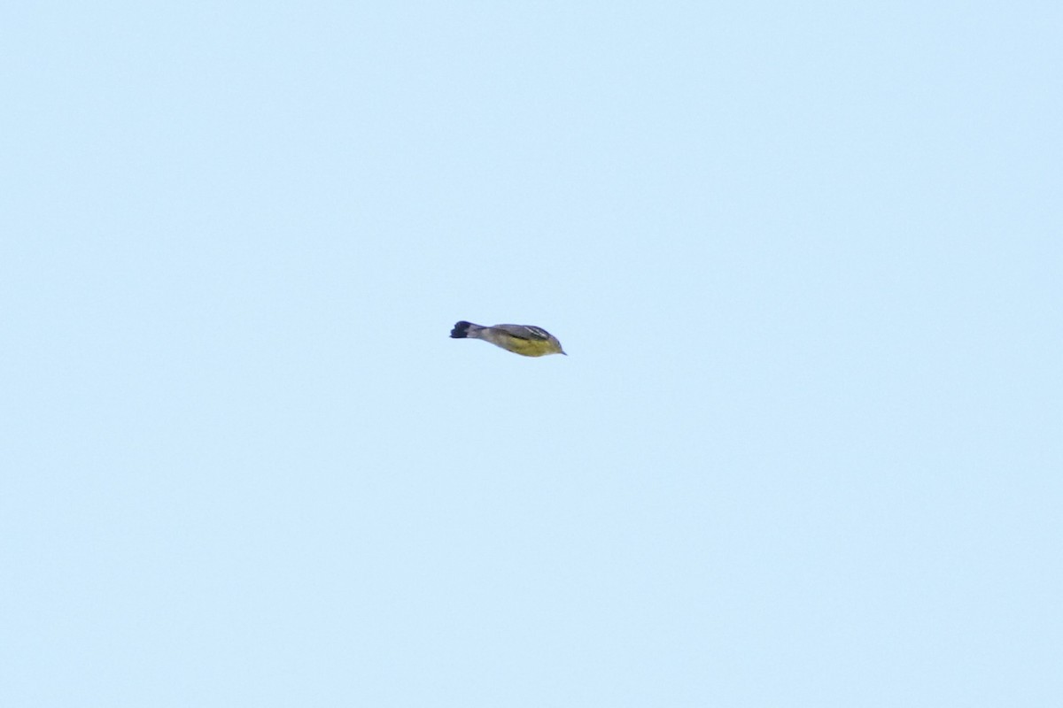 Magnolia Warbler - ML641557730